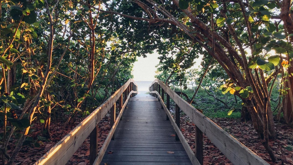 A serene wooden boardwalk leading to a beach, enveloped by lush green foliage and sunlight.