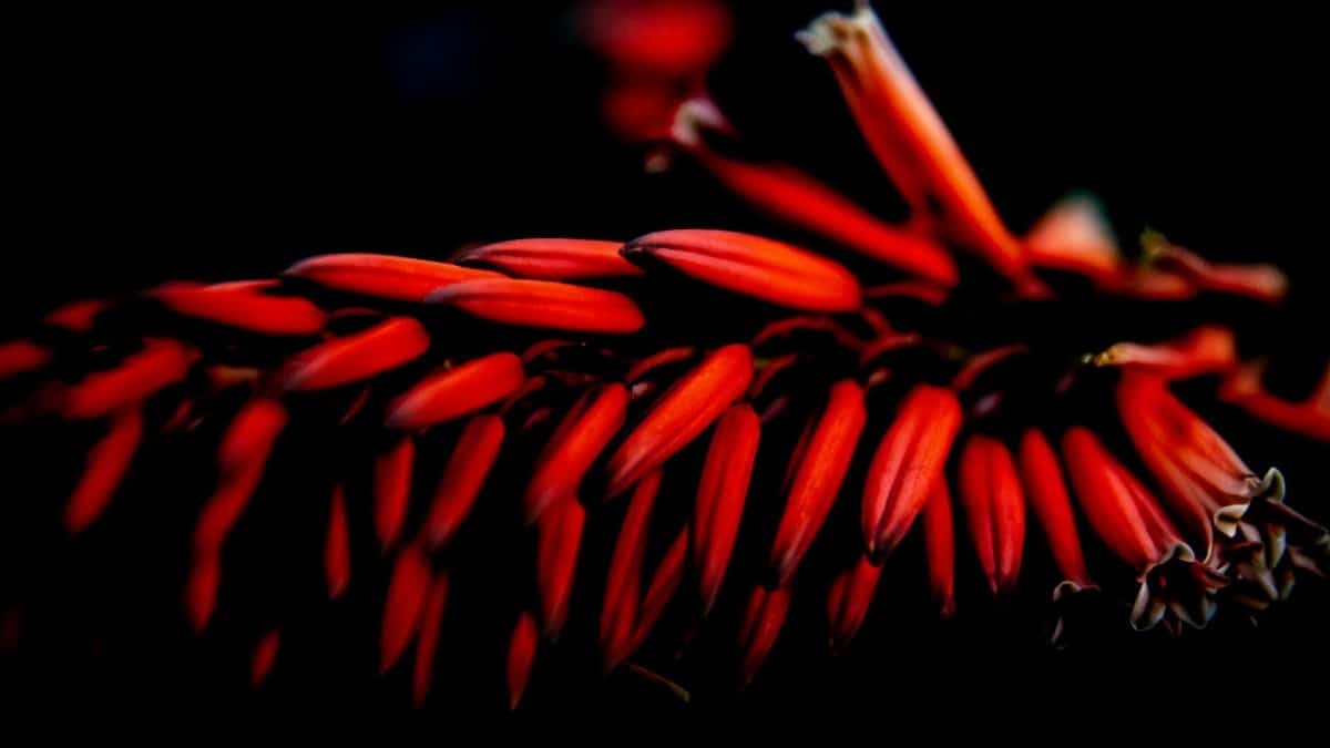 Close-up of bright red aloe vera buds showcasing their natural beauty against a dark background.