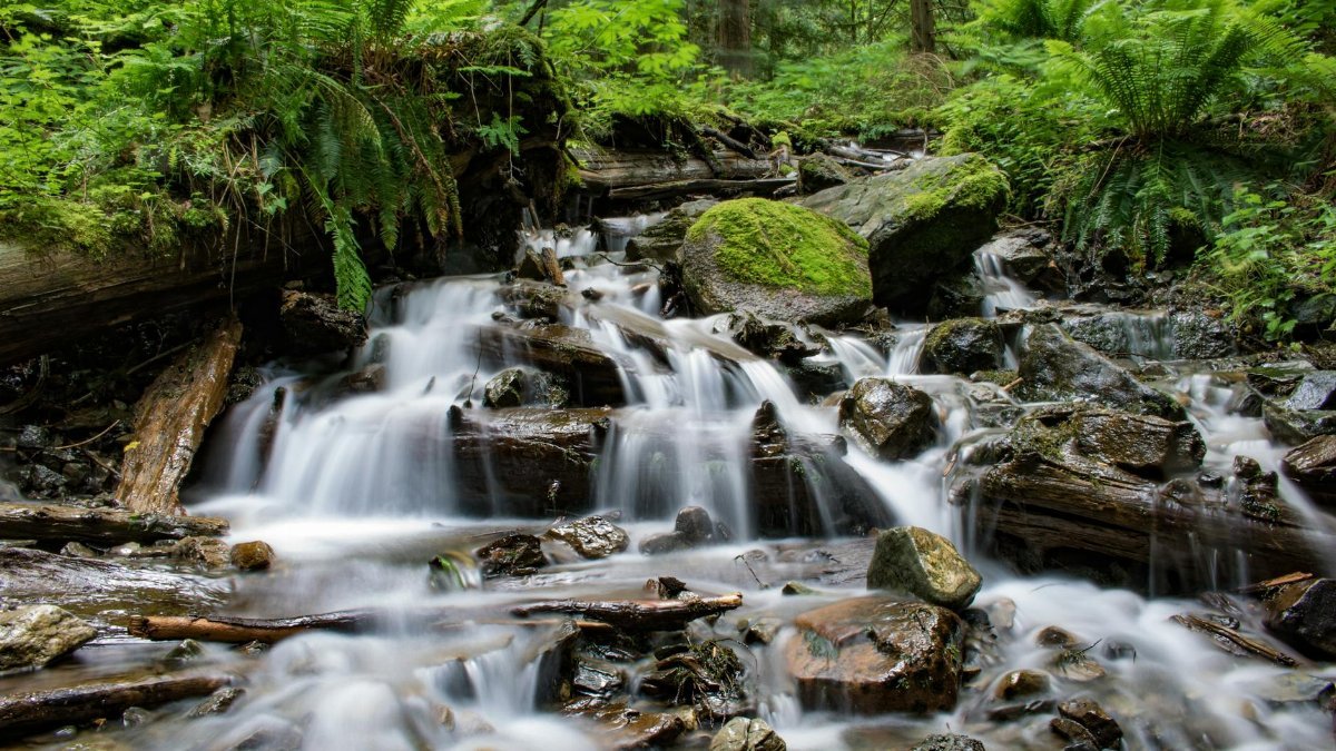 Peaceful waterfall cascading through lush forest, surrounded by mossy rocks and ferns.