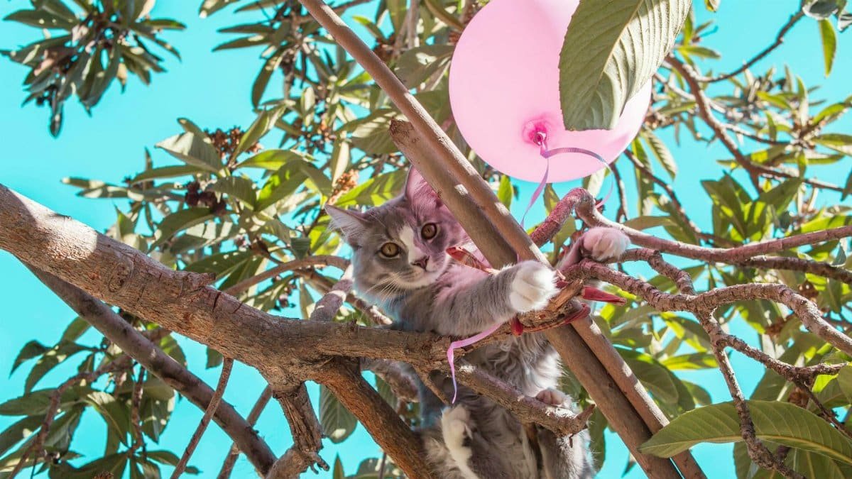 A cute gray cat playing with a pink balloon among lush green tree branches on a sunny day.