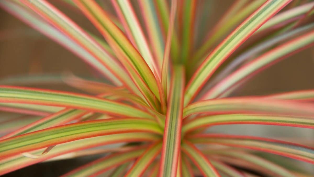 Detailed macro shot of vibrant Dracaena plant leaves with colorful stripes.