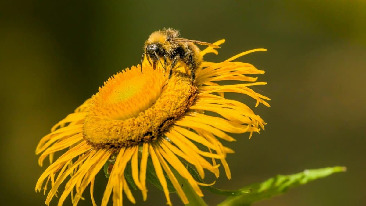 Macro shot of a bumblebee collecting pollen from a bright yellow sunflower on a sunny day.