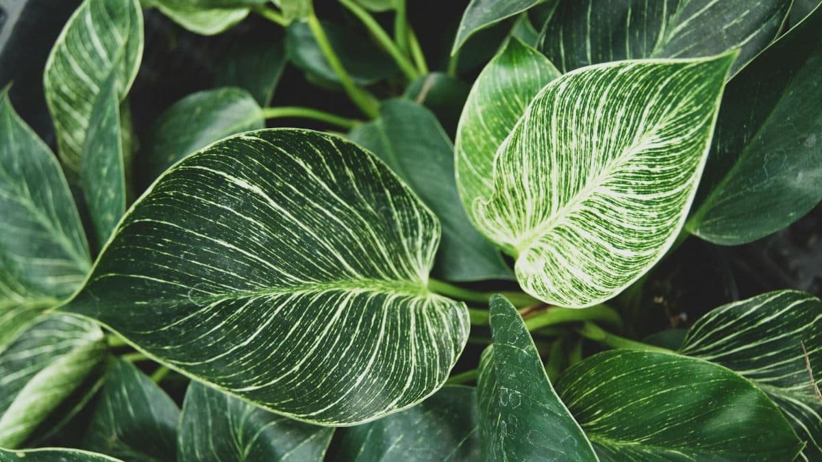 Vibrant close-up of variegated philodendron leaves showcasing intricate patterns and lush greenery.