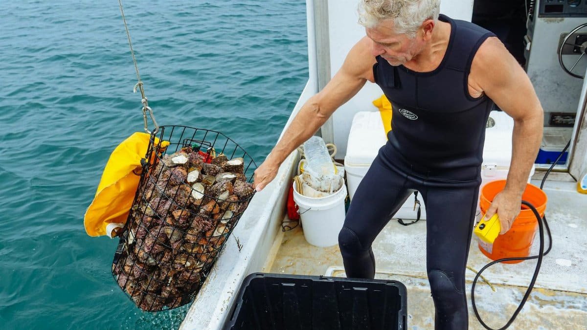 Man in a wetsuit harvesting shellfish on a fishing boat off the California coast.