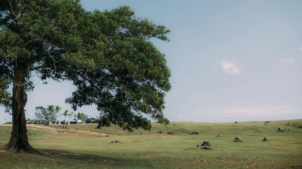 Expansive green field with a large tree and visible tree stumps under a clear sky.