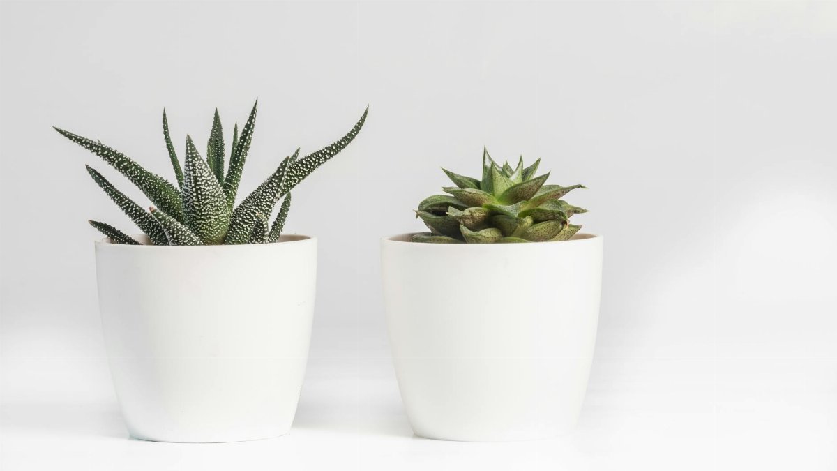 Elegant display of two succulent plants in minimalist white pots on a white background.