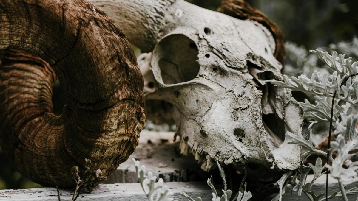 Close-up of a weathered ram skull with a large curled horn against a natural background.