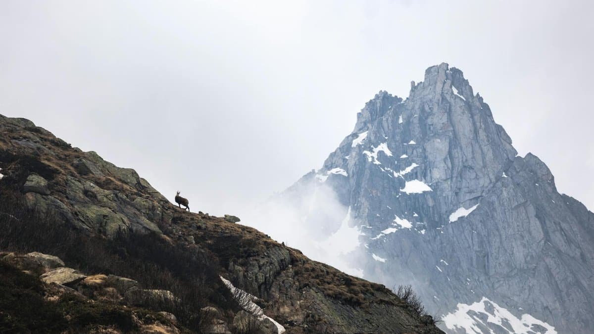 A lone mountain goat stands on a rocky slope with towering snow-capped peaks in the background.