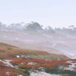 Enchanting coastal view with misty skies and vibrant fields, perfect for nature lovers.
