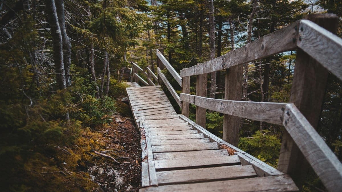 High angle of wooden stairway with railings located in lush autumn forest in morning