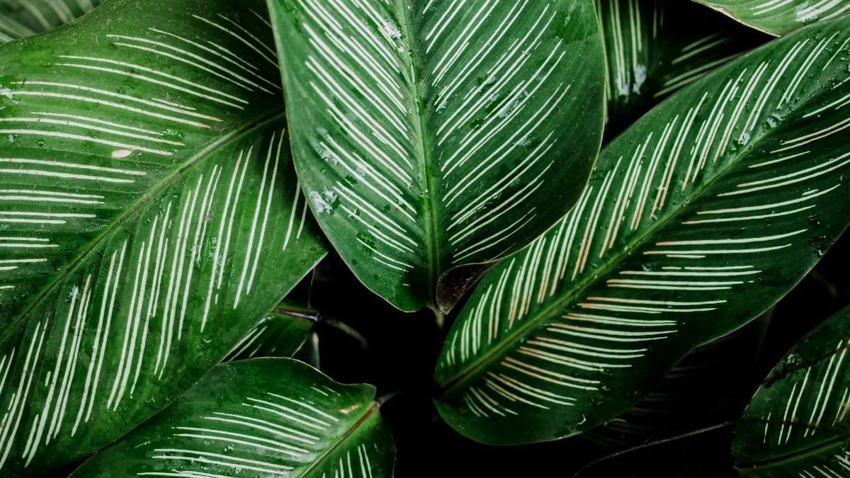 Detailed view of striped Calathea leaves with dew droplets, showcasing natural patterns and textures.