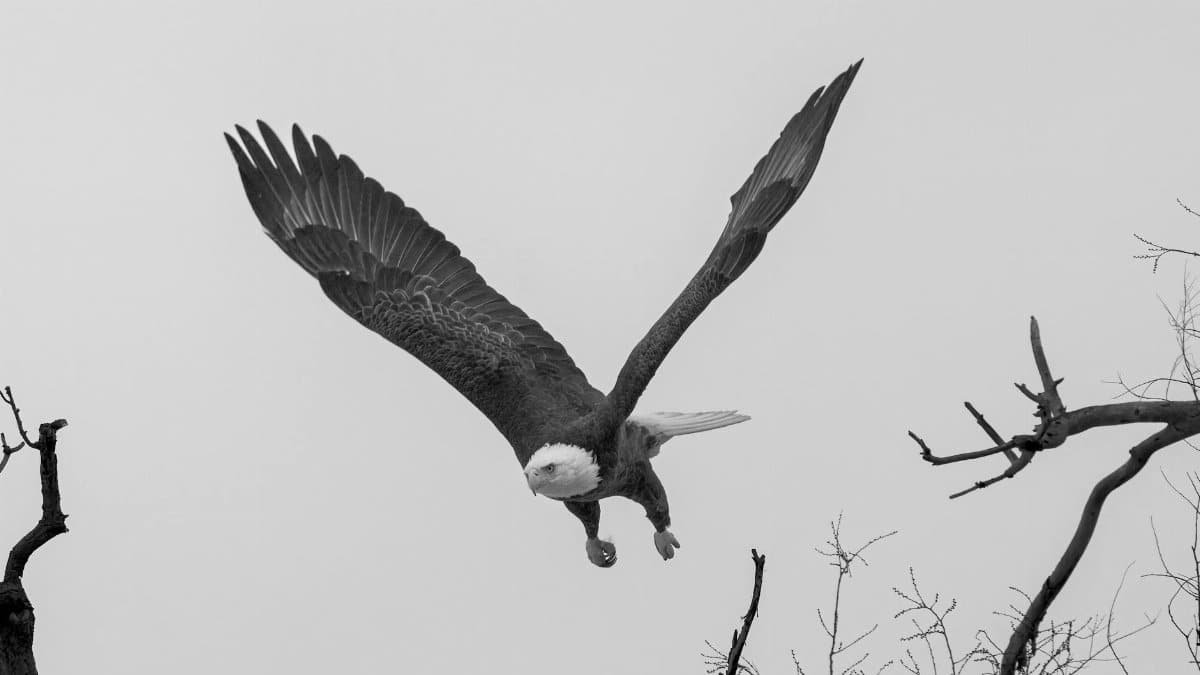 A bald eagle gracefully soars above the treetops in Syracuse, New York.
