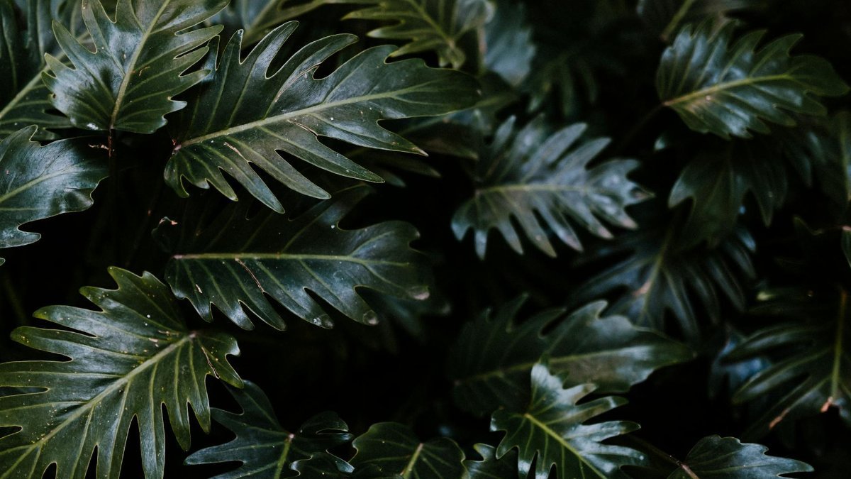 Close-up of lush green philodendron leaves displaying vibrant foliage in a natural setting.