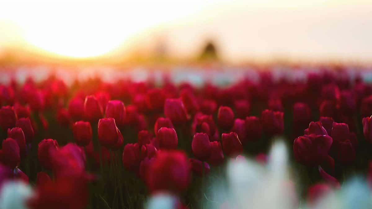 A stunning field of red tulips basking in the soft light of sunrise in Woodburn, Oregon.