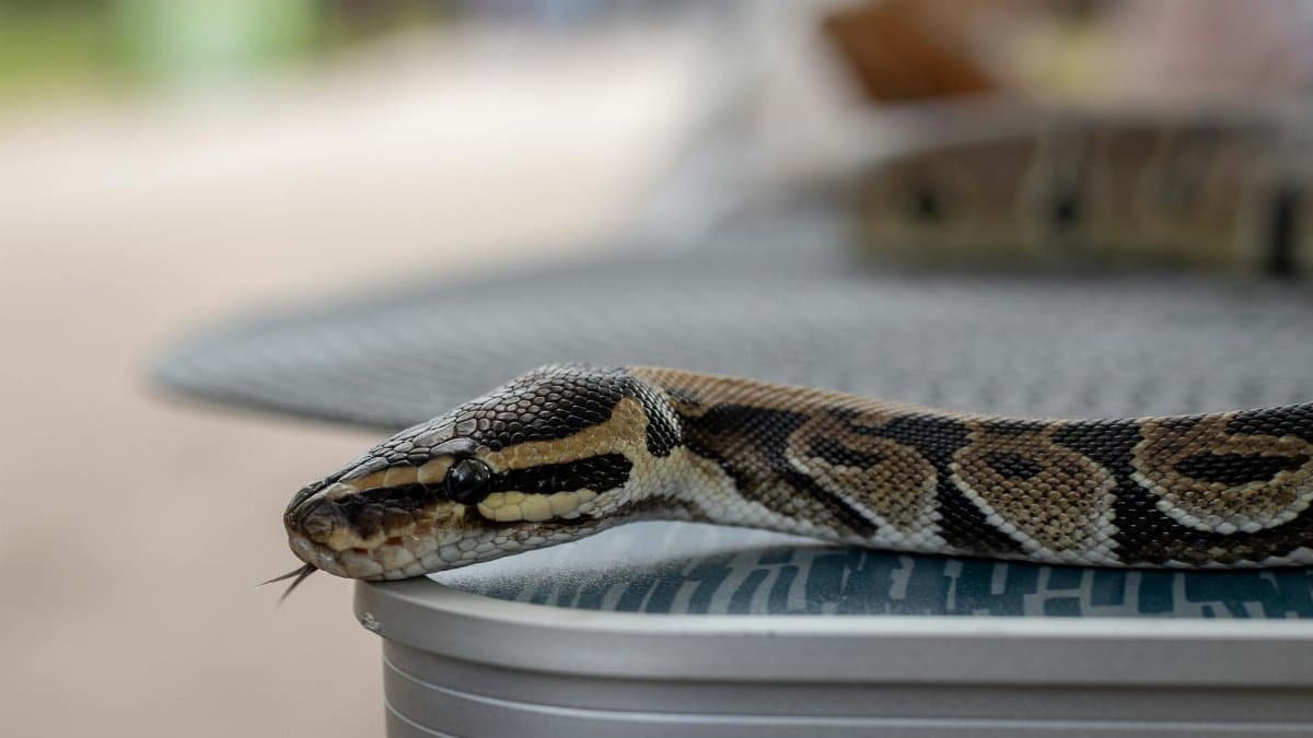 A detailed close-up of a boa snake resting on a table outdoors.