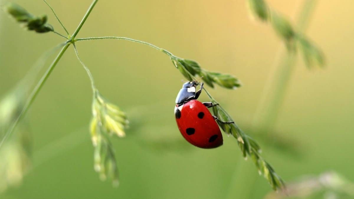 Close-up image of a ladybug on a grass blade, showcasing details of the insect in a natural setting.