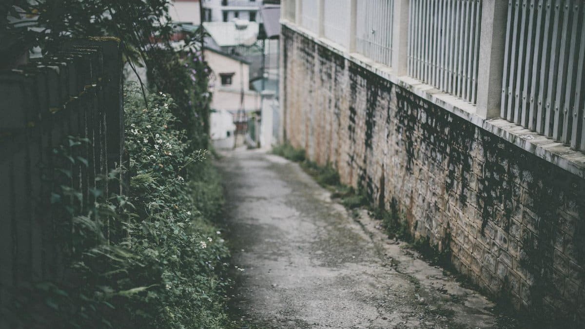 A serene urban alleyway featuring weathered concrete walls and lush greenery in daylight.