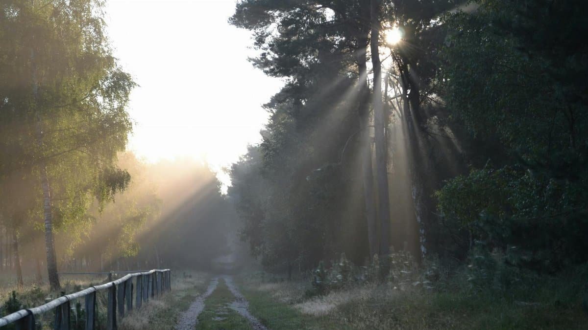 Sunlight streaming through trees along a forest path creating a mystical atmosphere.
