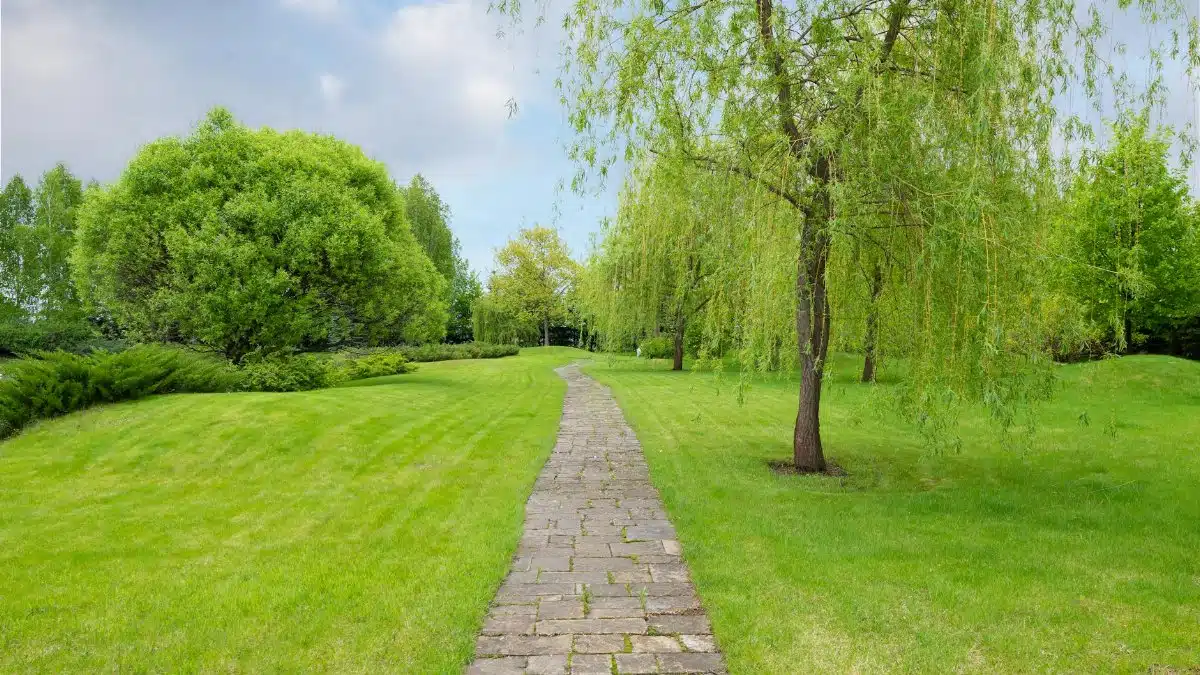 Narrow cobblestone path in park with fresh verdant grass and trees under tranquil blue cloudy sky