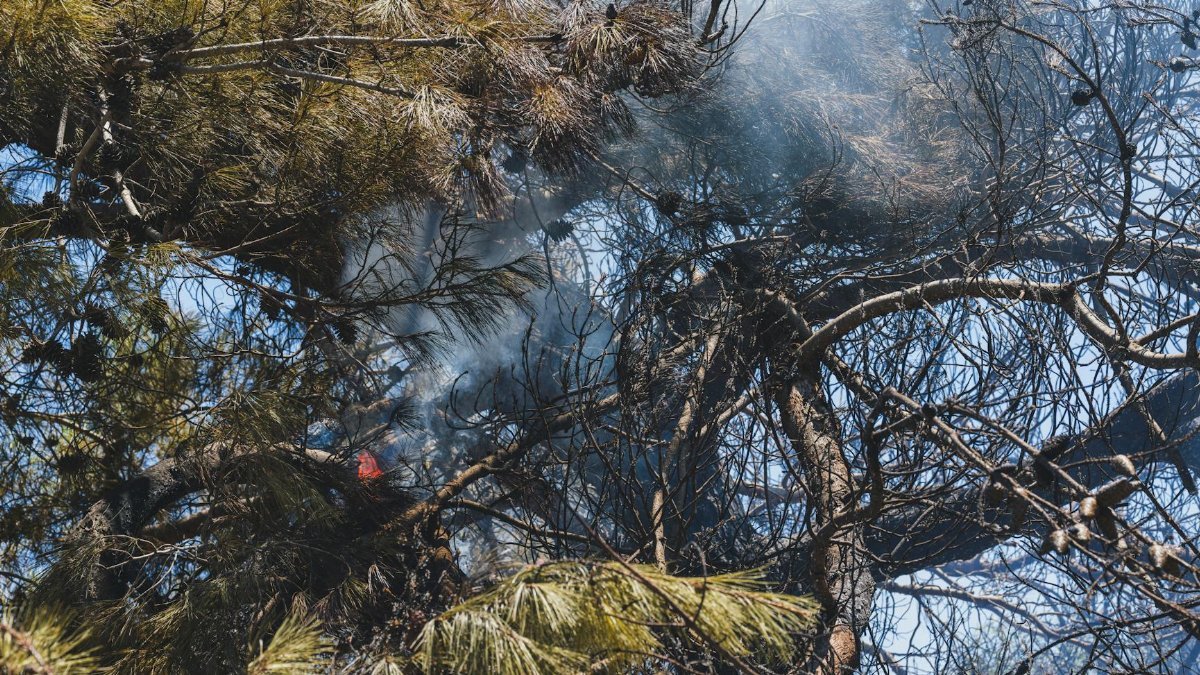 burned trees and dramatic landscape