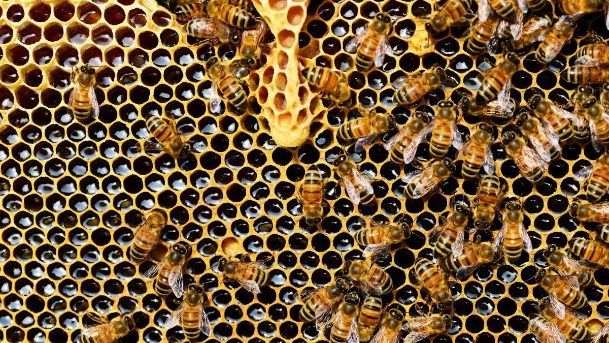 Detailed view of honey bees on a vibrant honeycomb filled with honey in a beehive.