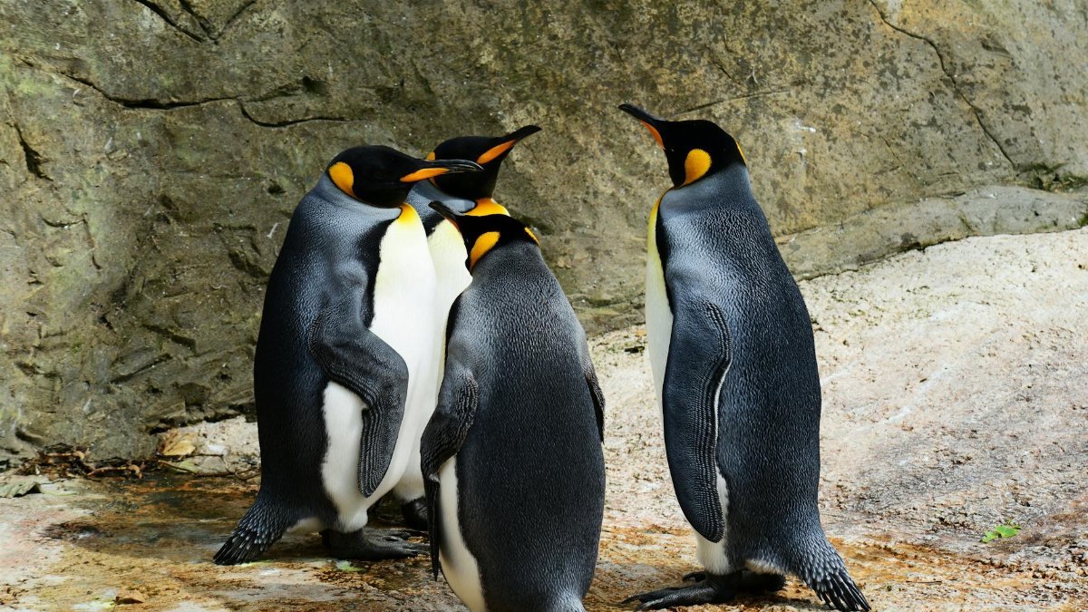 A group of King Penguins socializing on a rocky surface. Nature and wildlife environment.