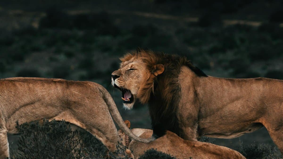 A group of lions, including a roaring male, in their natural habitat on the African savannah.