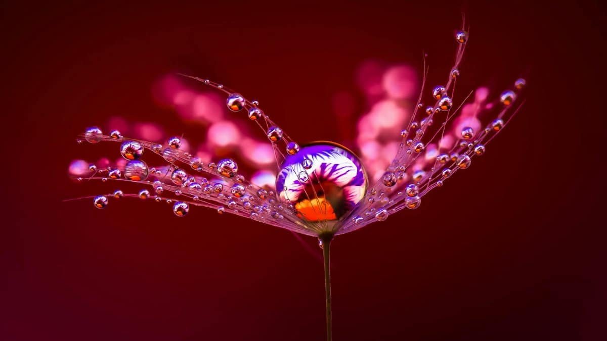 Close-up of vivid pink flower petals adorned with shimmering dew drops against a rich red background.