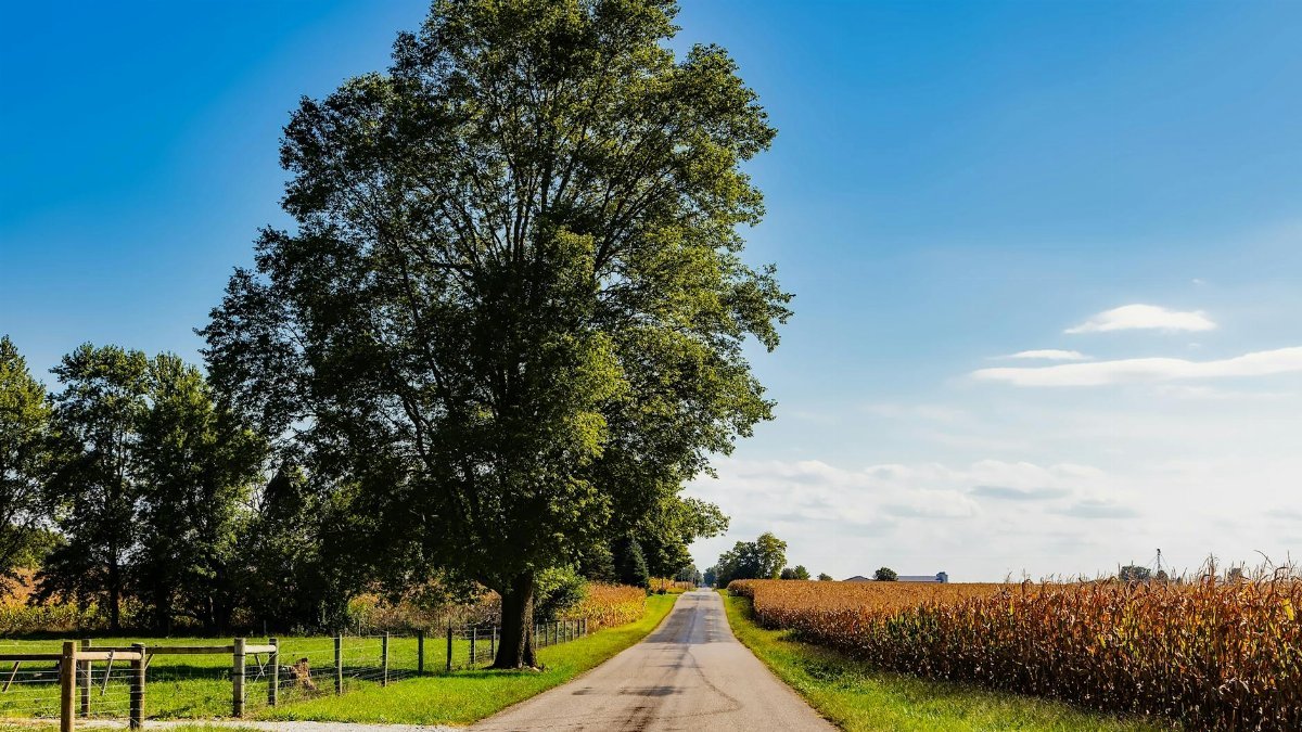 A picturesque rural road in Flora, Indiana, lined with cornfields and trees under a clear blue sky.