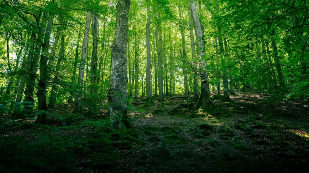 Nature as a Silent Partner