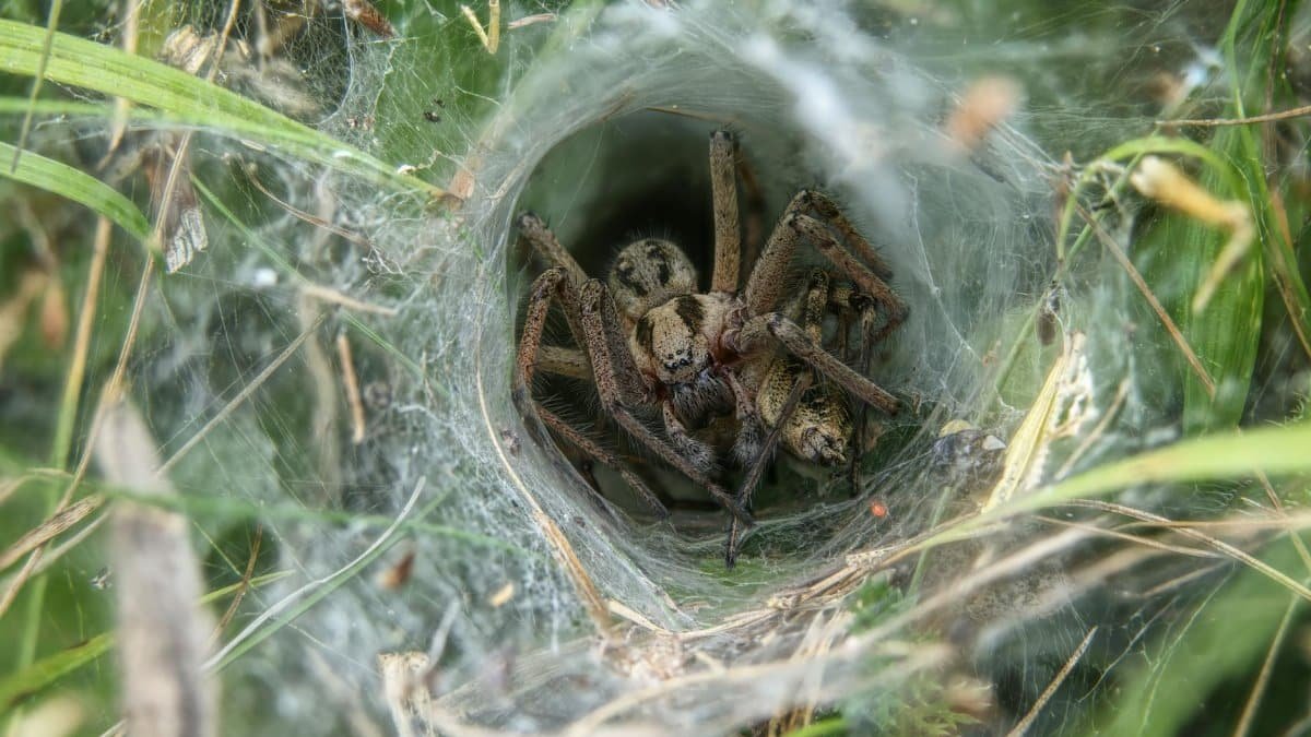 labyrinth spider close up in funnel web