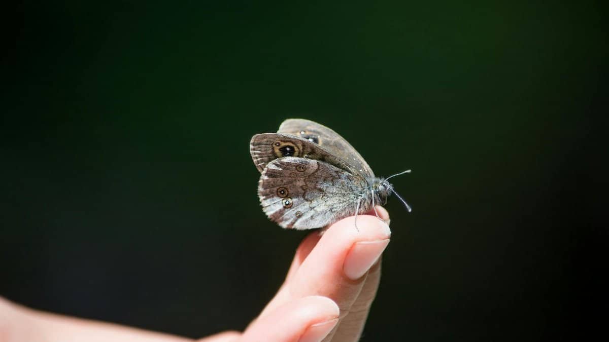Owl butterfly rests gently on a human finger against a lush green backdrop.