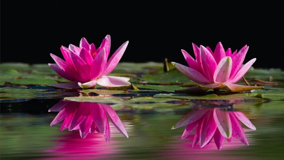 Beautiful pink water lilies reflect on a calm pond against a dark background.