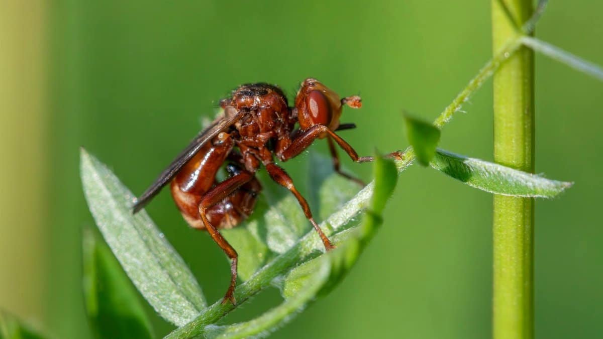 Free stock photo of animal, big, blurry