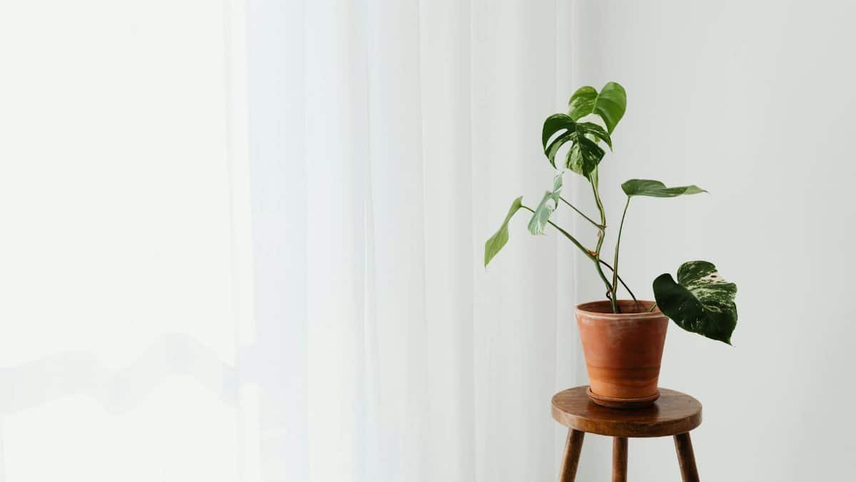 A minimalist shot of a Monstera Deliciosa in a clay pot on a wooden stool beside a white curtain.