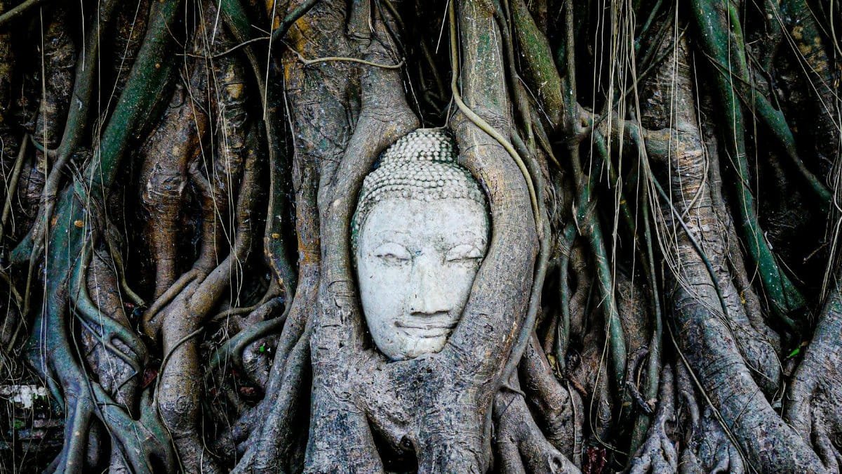 Serene Buddha head surrounded by tree roots at Wat Mahathat, Ayutthaya, Thailand.