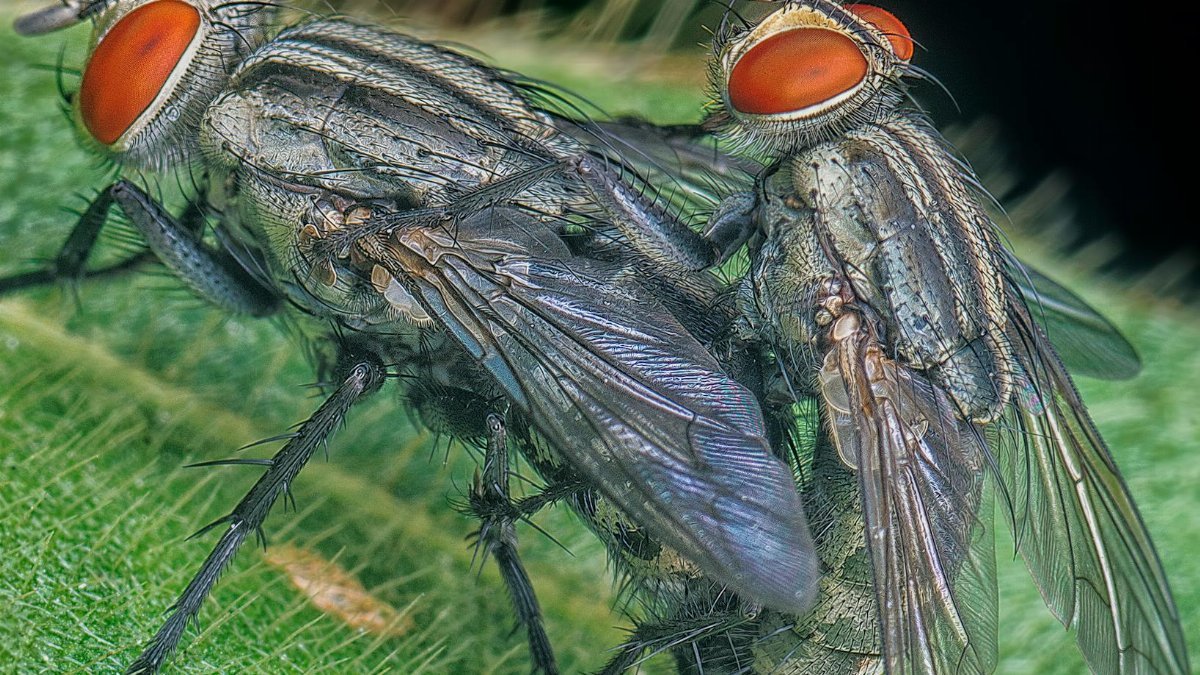 Free stock photo of attic fly, blow fly, blue bottle fly