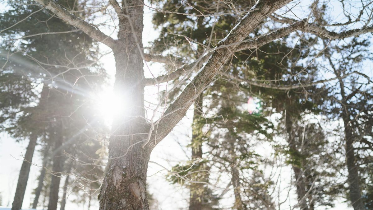 A serene winter forest scene with sunlight streaming through snow-covered branches.