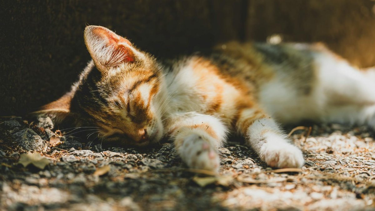 cute yellow cat in the garden