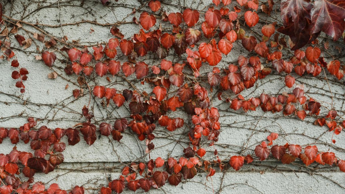 Red Virginia creeper leaves climb a textured wall, showcasing autumn's vivid hues.