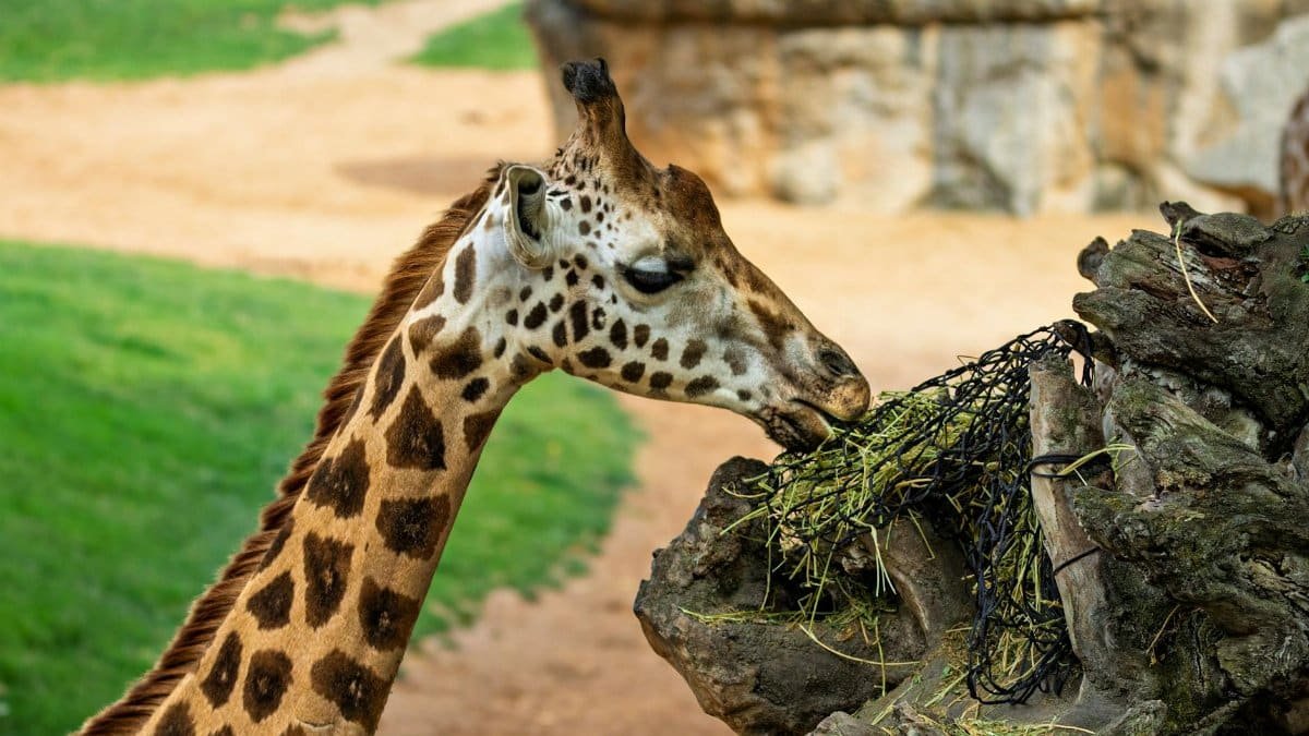 A giraffe gracefully nibbles on foliage at a zoo, showcasing its long neck and unique patterns.