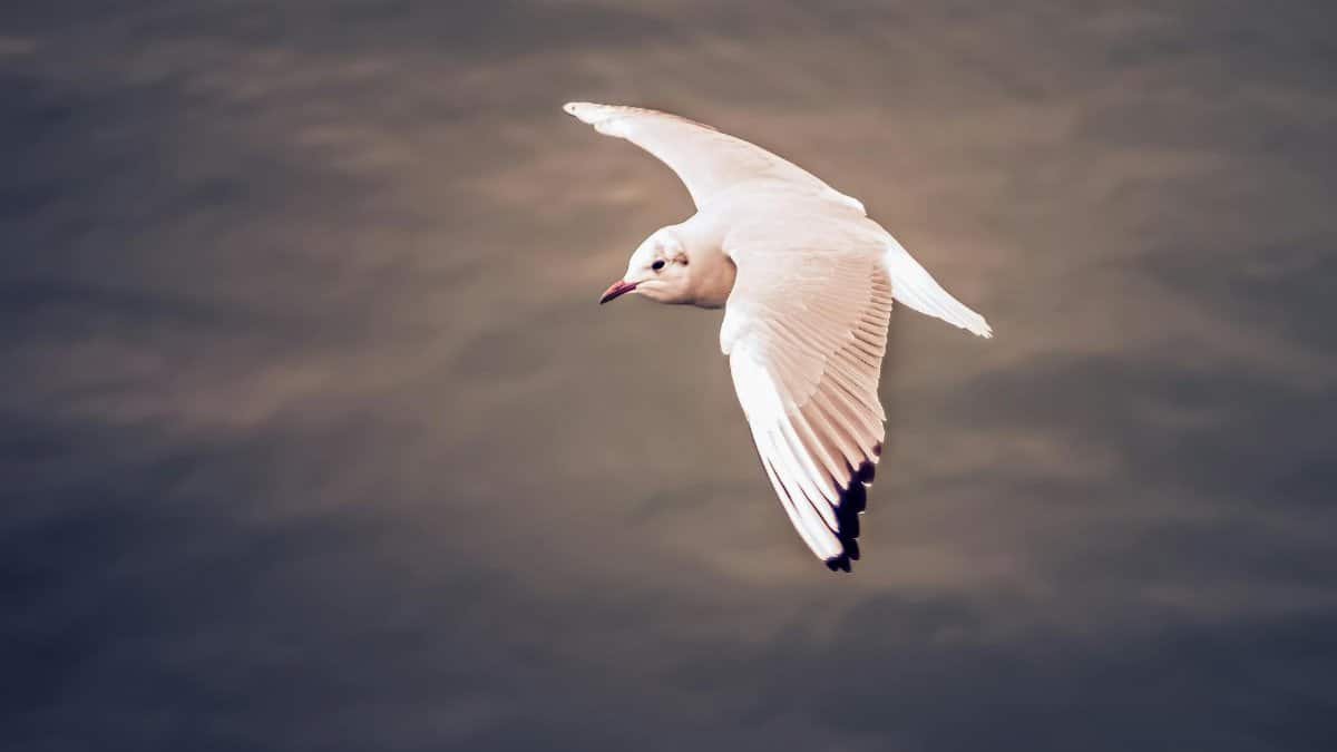 A serene seagull gracefully soars over calm waters, capturing a moment of natural beauty.