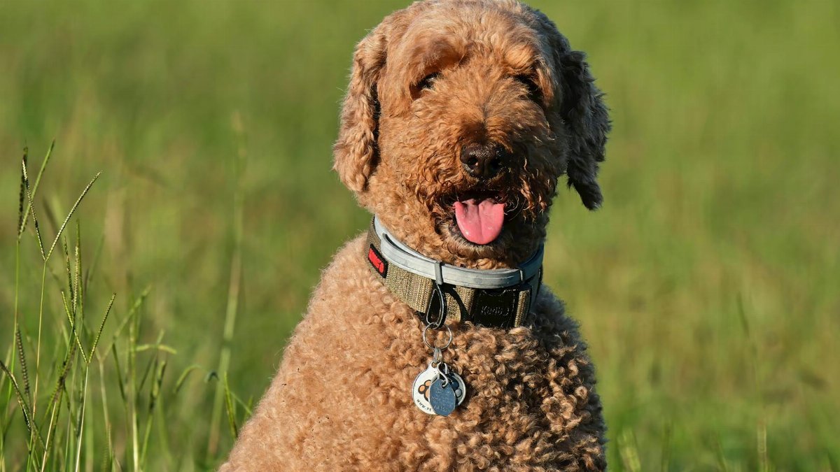 Poodle enjoys a warm summer morning