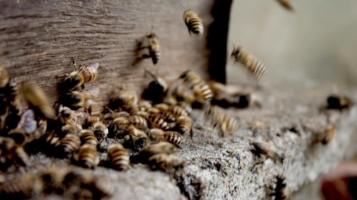 A close-up view of bees swarming around a wooden beehive entrance showcasing natural bee behavior.