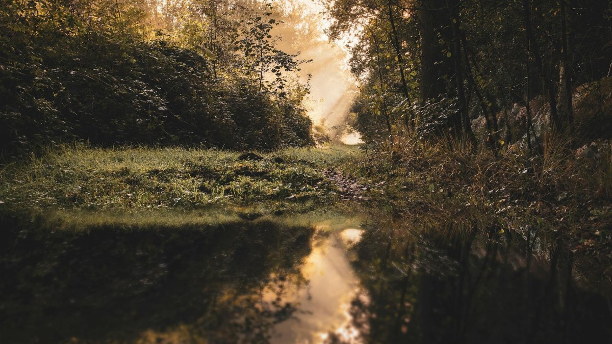 A tranquil forest scene with mist, golden light, and reflections at sunrise, capturing the serene beauty of nature.