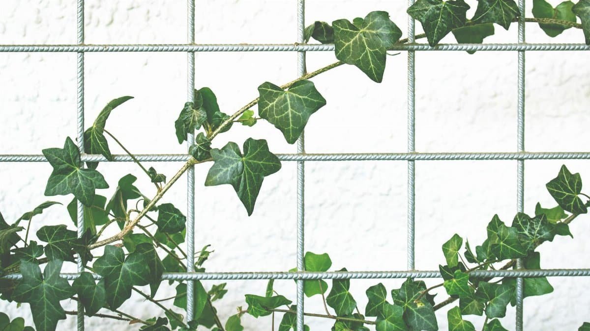 A vibrant ivy vine climbing a wire mesh fence, set against a bright wall background.