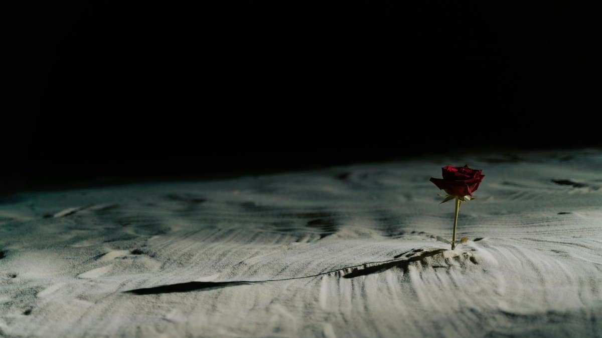 A single red rose stands alone in a dark, sandy desert setting, casting a soft shadow.