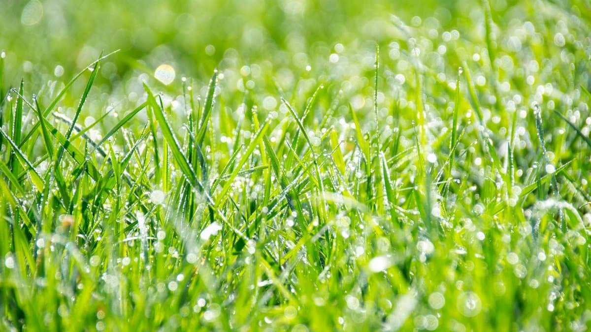 Fresh morning dew on vibrant green grass, capturing nature's elegance and beauty.