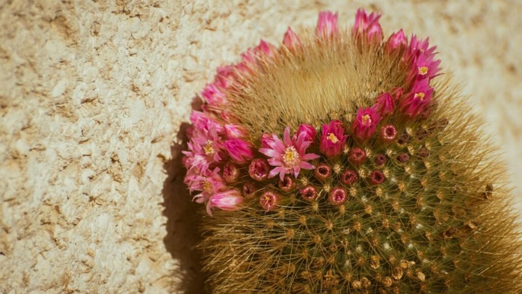 Vibrant pink flowers bloom on a spiky Mammillaria cactus, perfect for botanical themes.