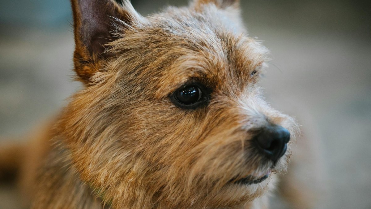 Closeup of adorable small purebred dog with brown coat and eyes looking away in daylight on blurred background